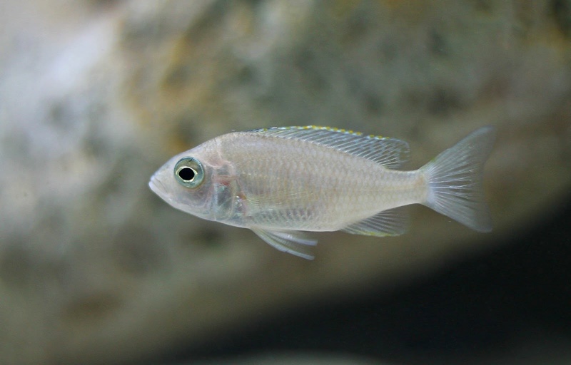Copadichromis sp. 'kawanga no-spot' Undu Reef